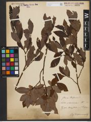 Foto von Salix silesiaca Willd.